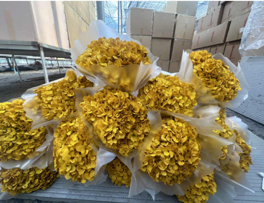 Preserved hydrangea big petals